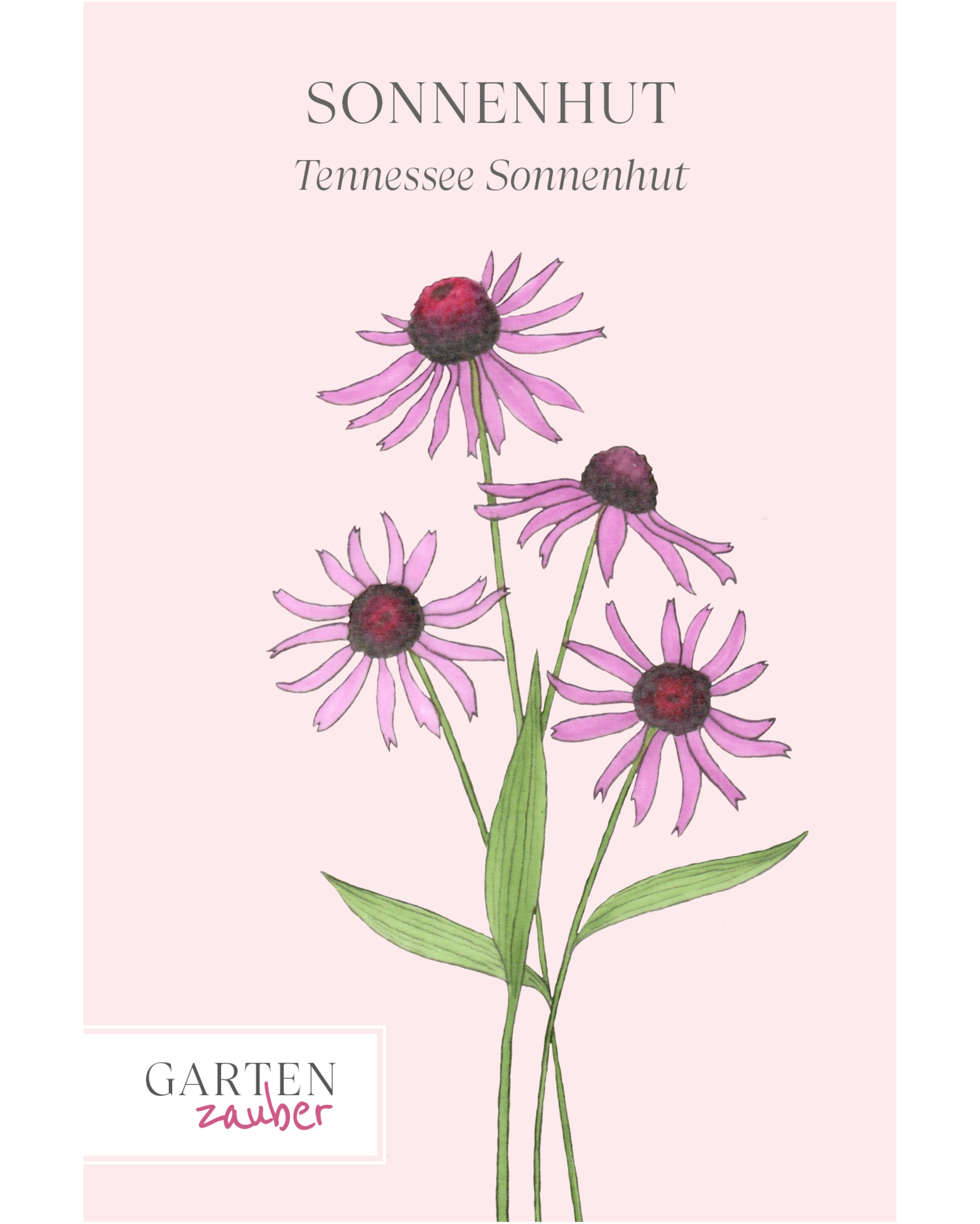 Vorderseite der Saatguttüte Tennessee-Sonnenhut ‘Rocky Top’ – Echinacea tennesseensis mit handgezeichneter Illustration der aufrecht stehenden, glänzenden Rosablüten aus der Gartenzauber-Saatgutserie.