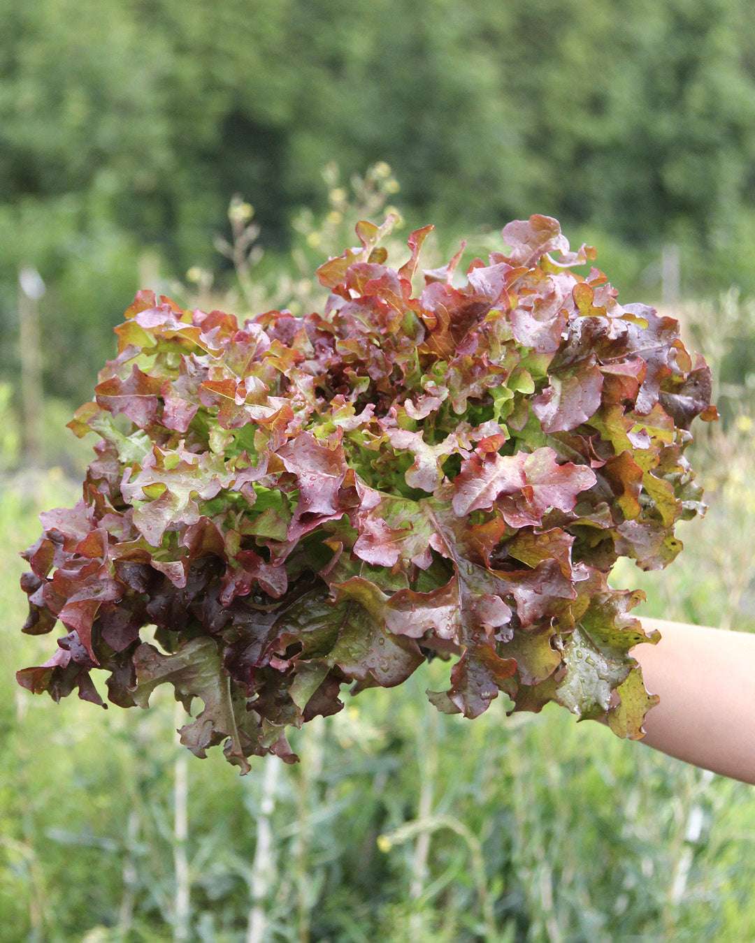 Eichblattsalat 'Red Salad Bowl' Saatgut online bestellen