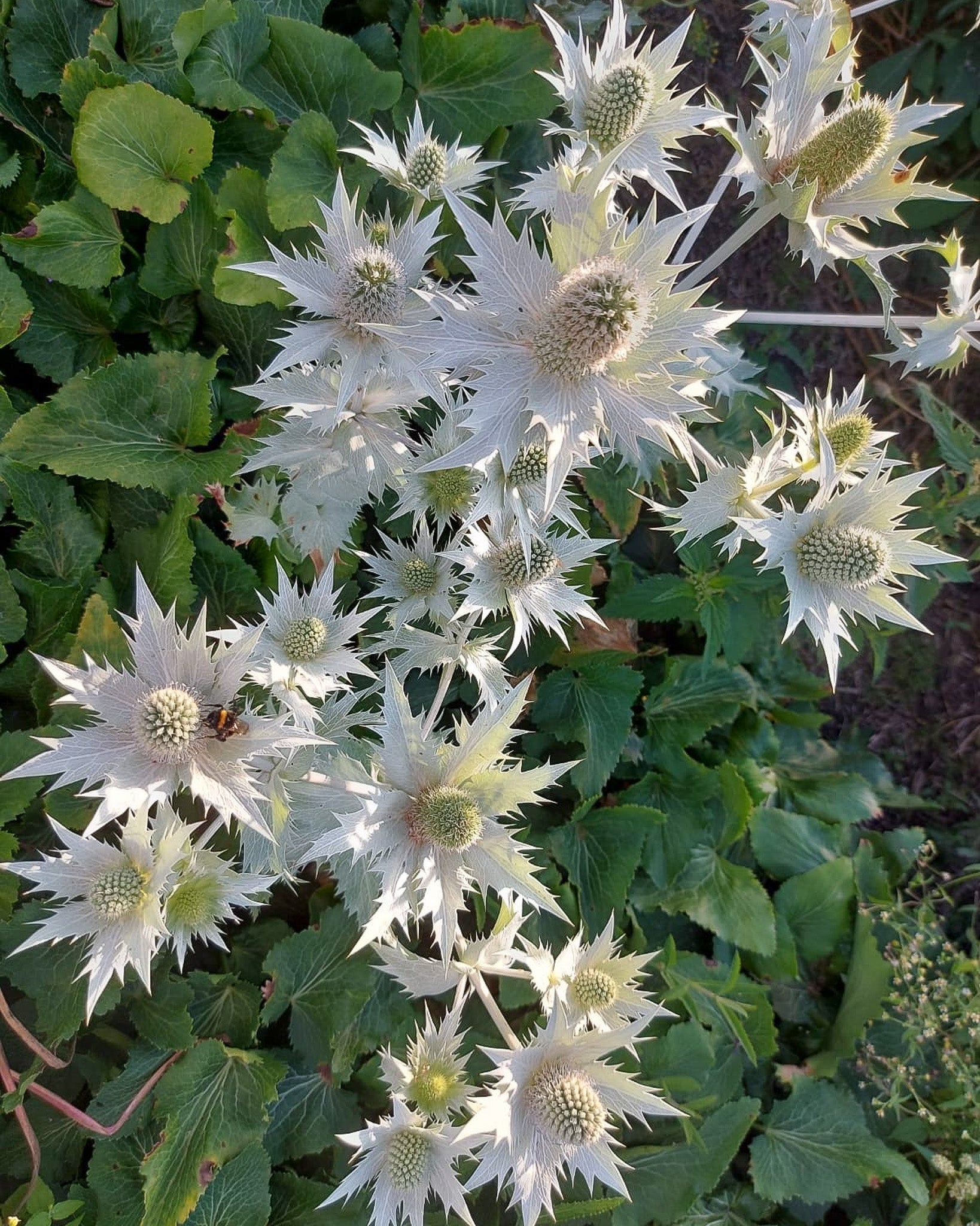 Elfenbeindistel (Eryngium giganteum) im sonnigen Staudenbeet mit hohen, verzweigten Stielen und silbrig-weißen Blütenköpfen.