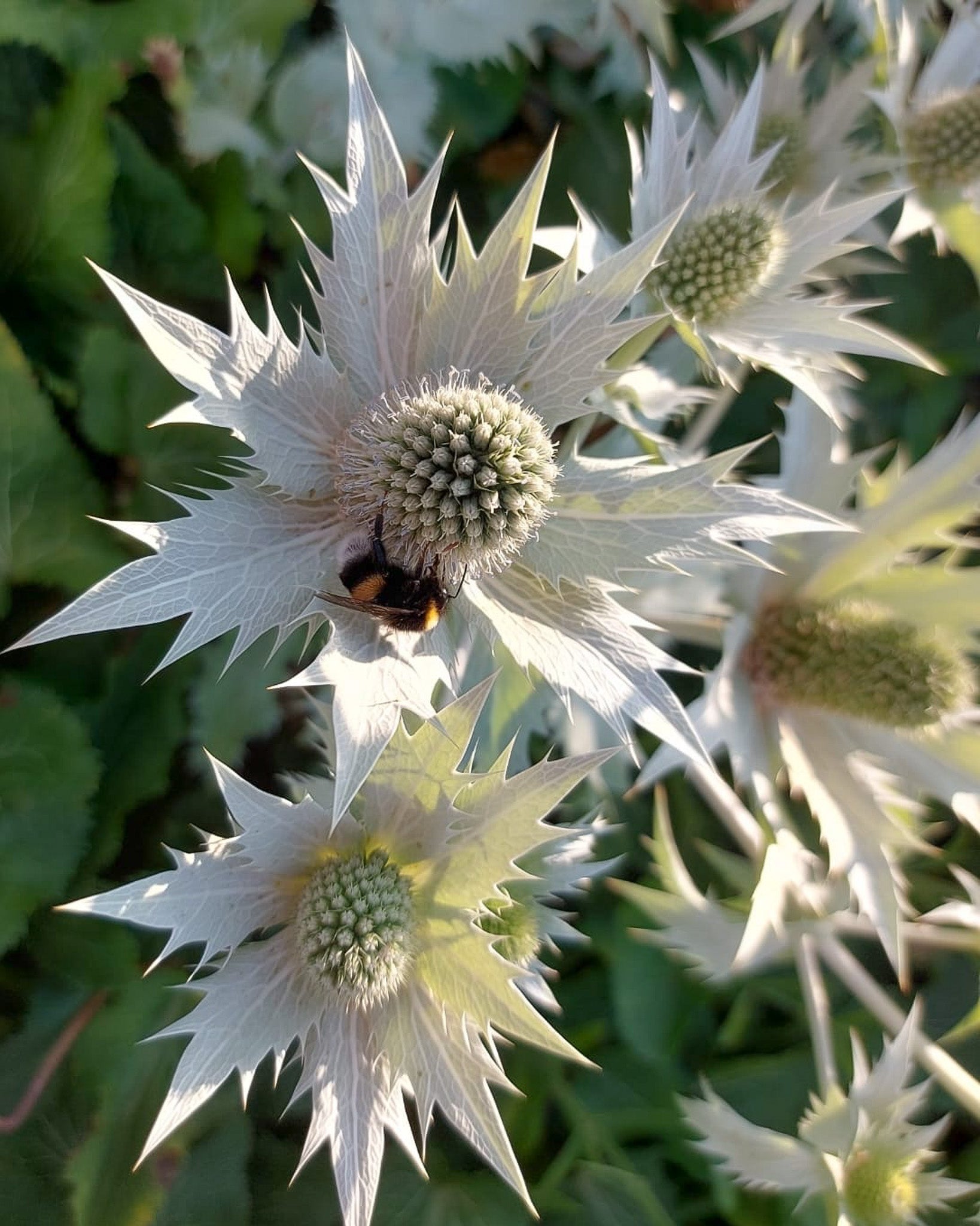 Elfenbeindistel (Eryngium giganteum) im sonnigen Staudenbeet mit hohen, verzweigten Stielen und silbrig-weißen Blütenköpfen.“