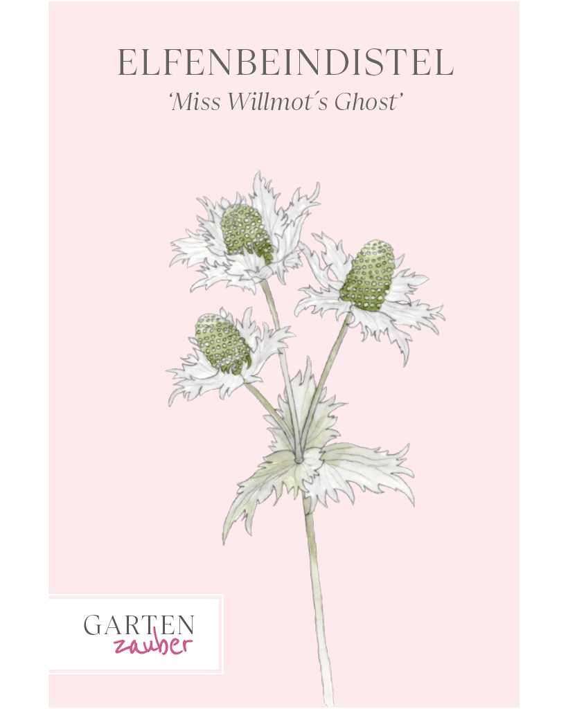 Vorderseite der Saatguttüte Elfenbeindistel – Eryngium giganteum mit handgezeichneter Illustration der silbrig-weißen, kegelförmigen Blütenköpfe mit elfenbeinfarbenen Hüllblättern aus der Gartenzauber-Saatgutserie.