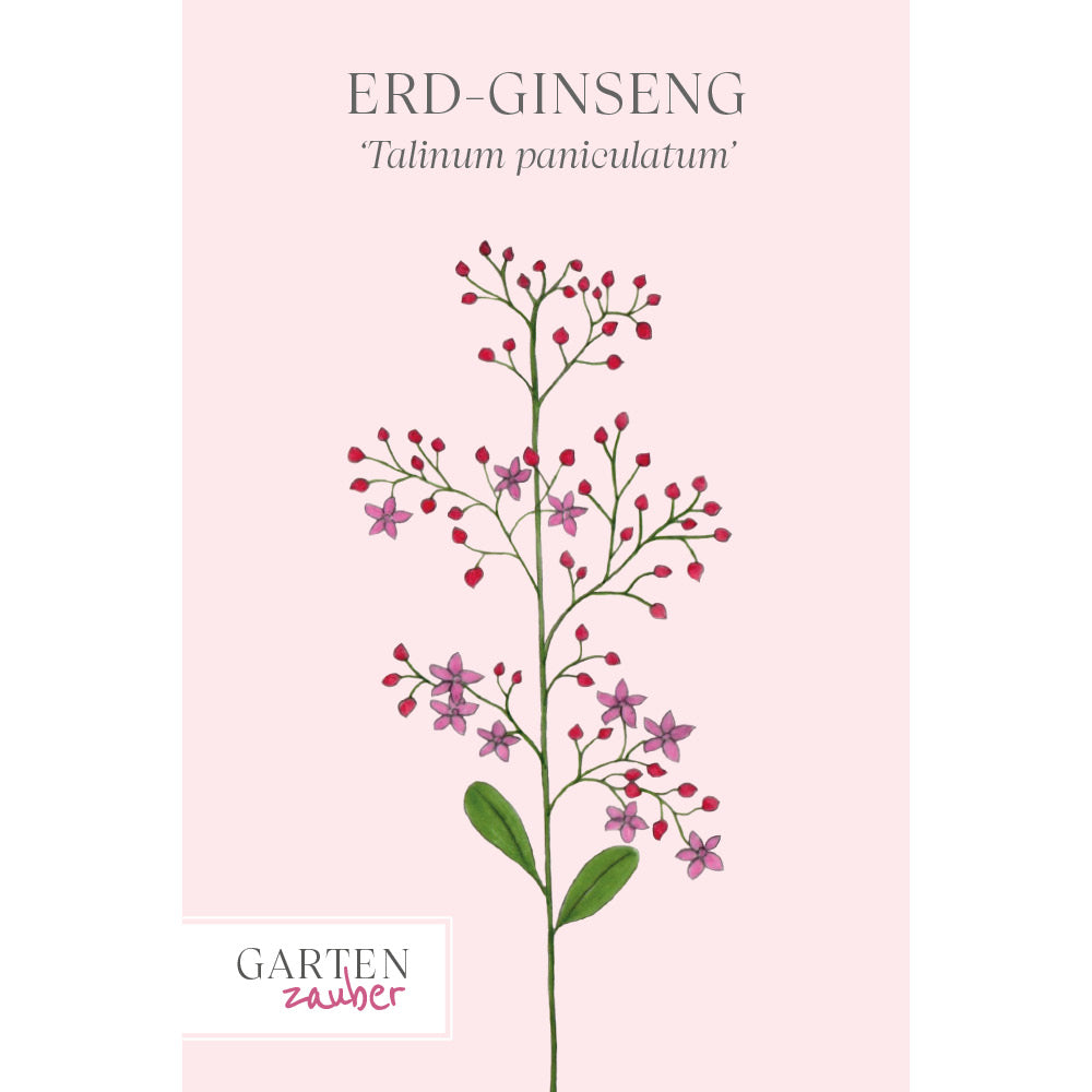 Vorderansicht Saatguttuete Erd-Ginseng Talinum paniculatum aus der Gartenzauber-Saatgutserie