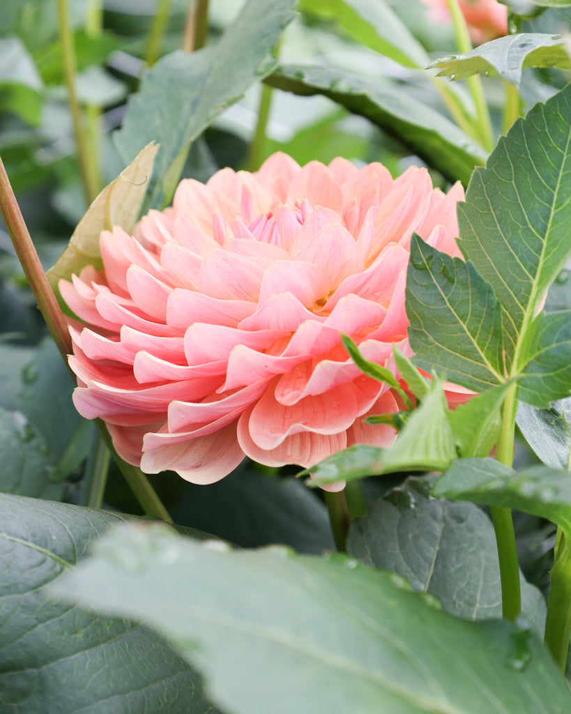 Eine Dahlienblüte der Sorte Fawn im Beet.