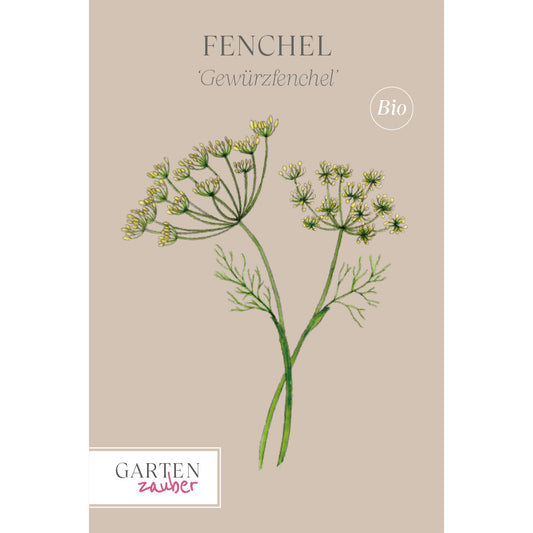 Fennel 'Spice Fennel' – Foeniculum vulgare