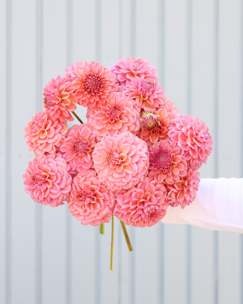 Ein Dahlienstrauß mit Blüten der Sorte Ferncliff Carefree vor eine, hellblauen Hintergrund.