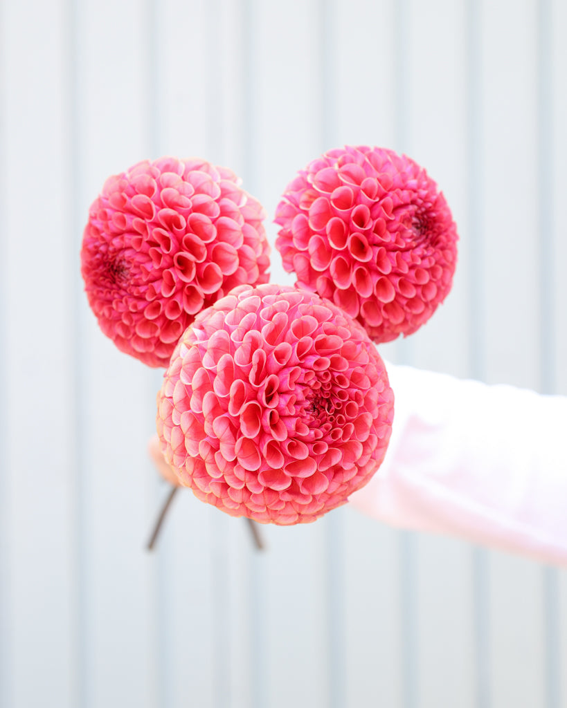 Drei Dahlienblüten der Sorte Ferncliff Rusty vor einem hellblauen Hintergrund.