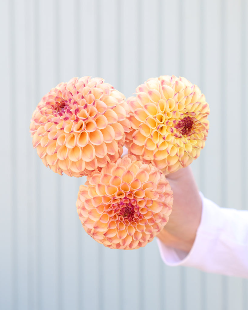 Drei Blüten der Sorte Ferncliff Spice vor einem hellblauen Hintergrund.