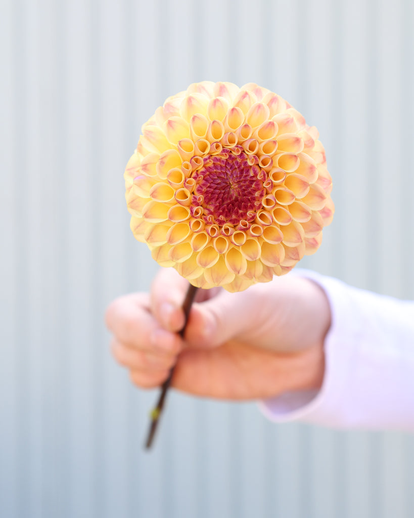 Eine Blüte der Dahlie Ferncliff Spice vor einem hellblauen Hintergrund.