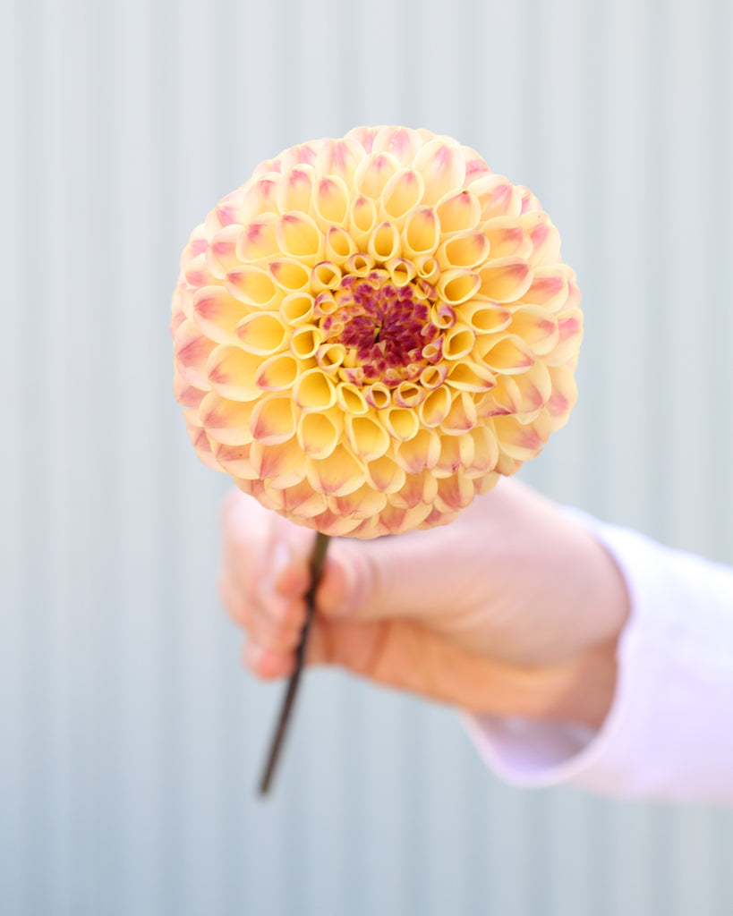 Eine Blüte der Dahlie Ferncliff Spice vor einem hellblauen Hintergrund.