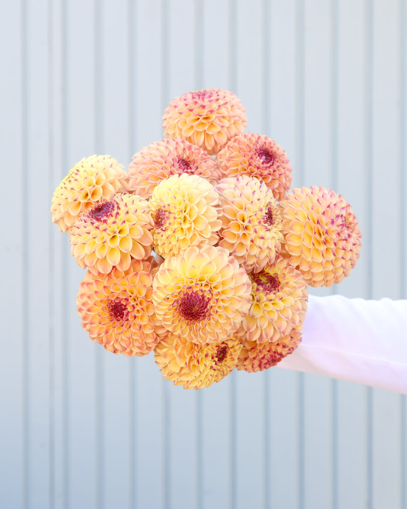 Ein Strauß mit Blüten der Dahlie Ferncliff Spice vor einem hellblauen Hintergrund.