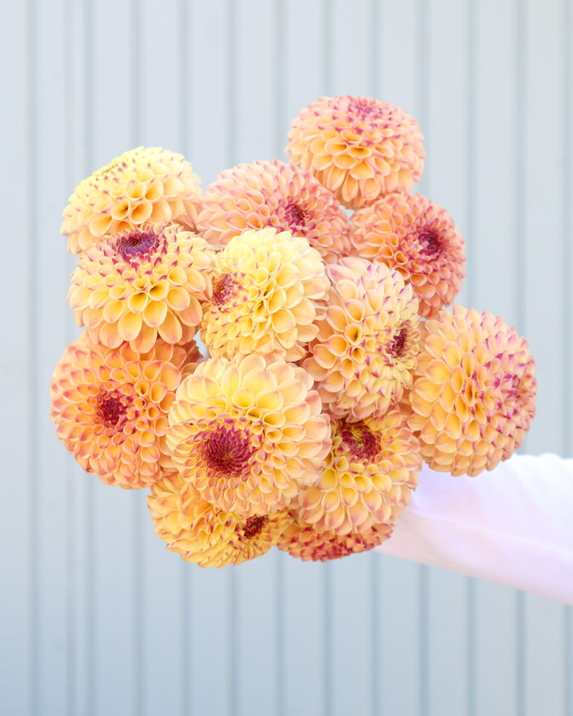 Ein Strauß mit Blüten der Sorte Ferncliff Spice vor einem hellblauen Hintergrund.