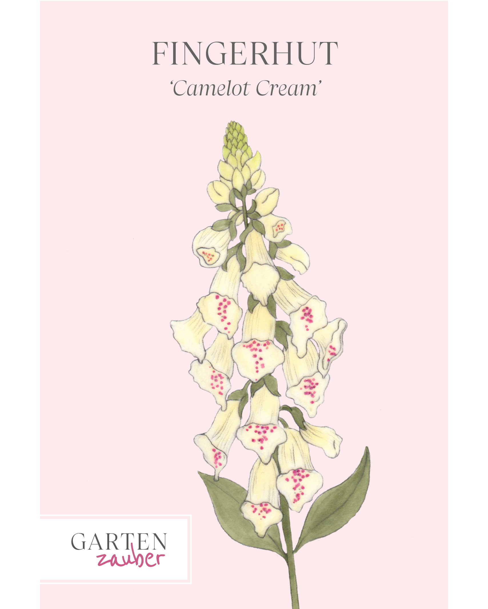Vorderseite der Saatguttüte Fingerhut ‘Camelot Cream’ – Digitalis purpurea mit handgezeichneter Illustration der eleganten, cremefarbenen Blüten aus der Gartenzauber-Saatgutserie.