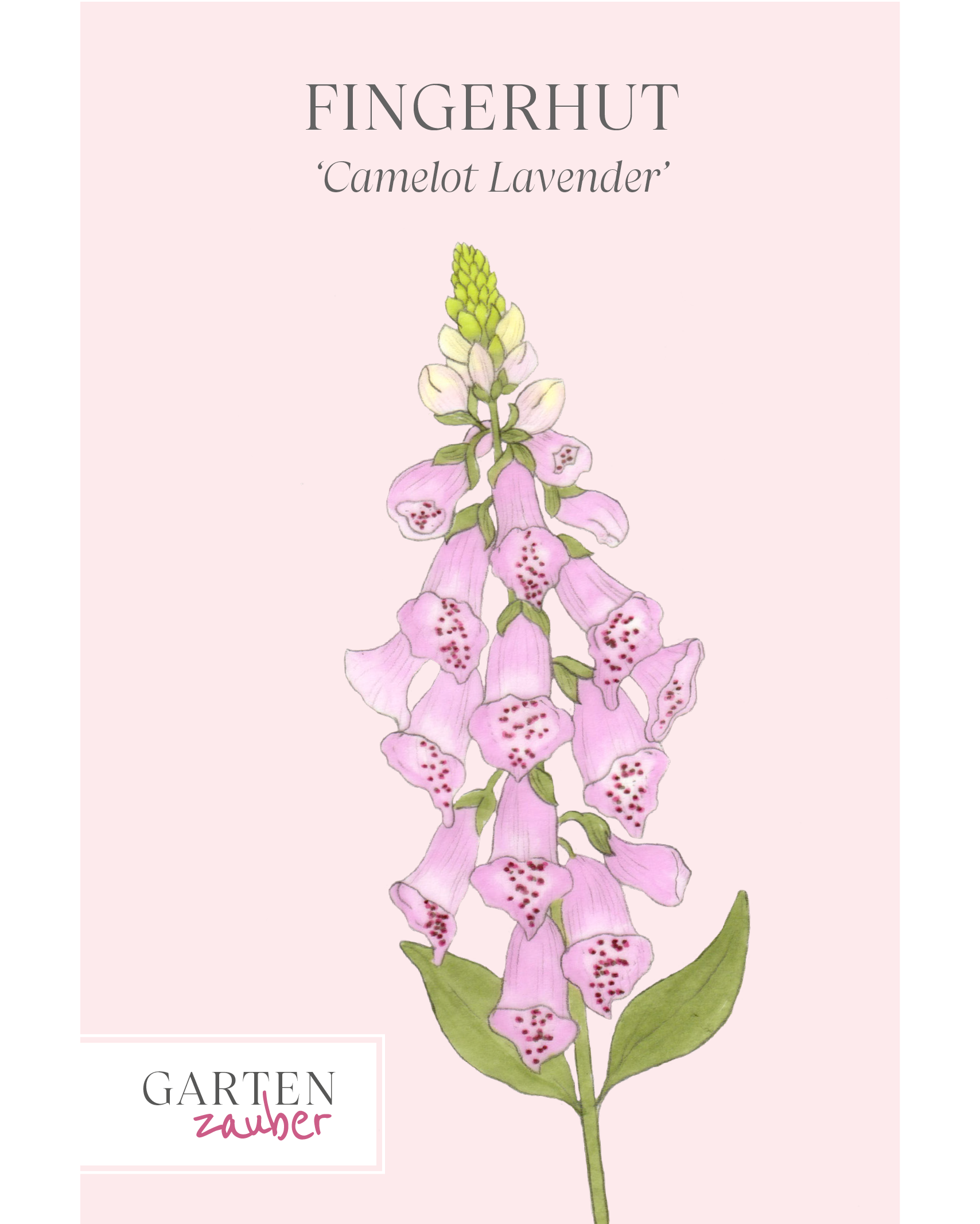 Vorderseite der Saatguttüte Fingerhut ‘Camelot Lavender’ – Digitalis purpurea mit handgezeichneter Illustration der eleganten, lavendelfarbenen Blüten aus der Gartenzauber-Saatgutserie.