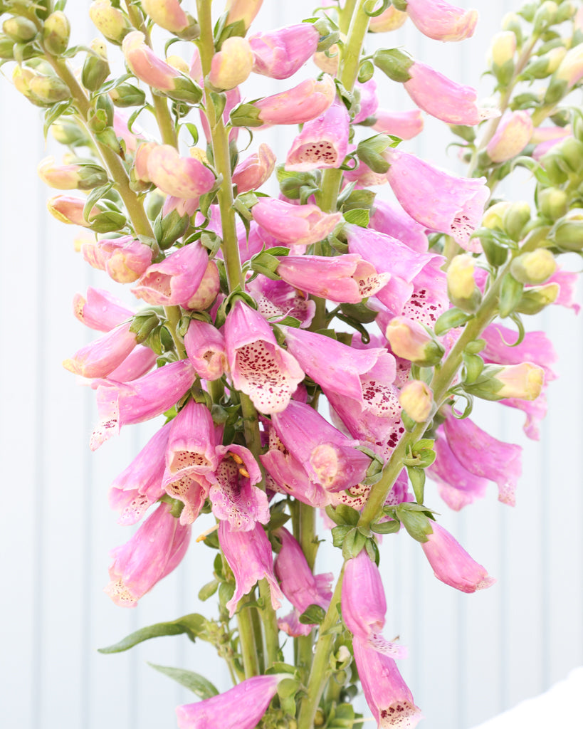 Mehrere Stile mit Blüten des Fingerhuts (Digitalis purpurea ‘Dalmatian Rose’) in pfirsich-rosa Farbtönen.