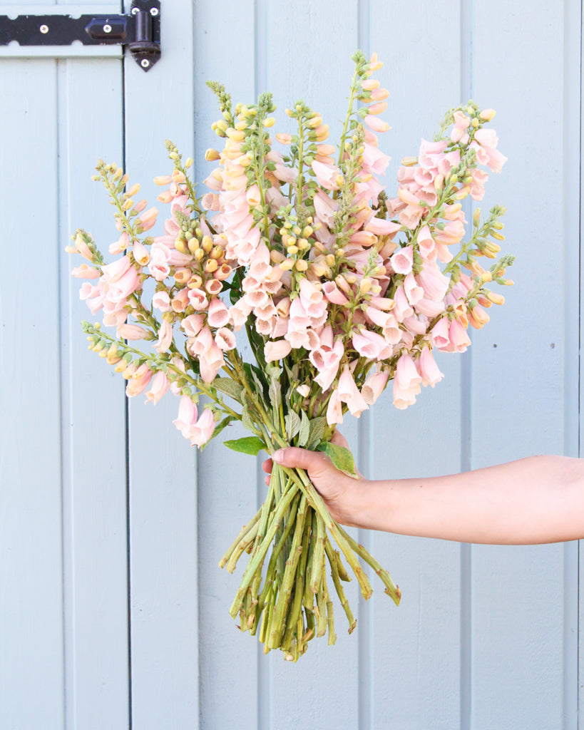 Strauß Fingerhut der Sorte dalmatian peach von gartenzauber