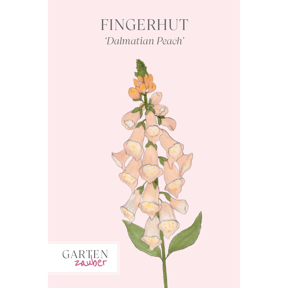 Blume Fingerhut - Digitalis purpurea 'Dalmatian Peach' aus der Gartenzauber-Saatgutserie