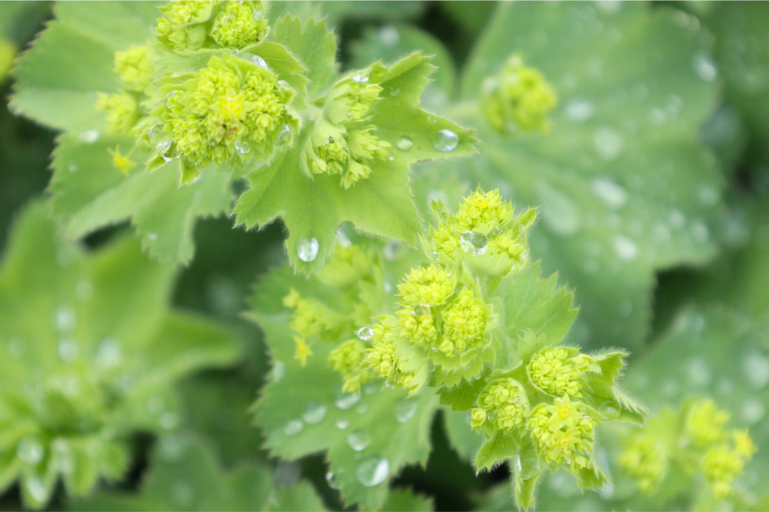 Nahaufnahme von Frauenmantel-Blüten und -Blättern (Alchemilla mollis) mit schimmernden Wassertropfen – feine Struktur und leuchtend grüne Farbe.