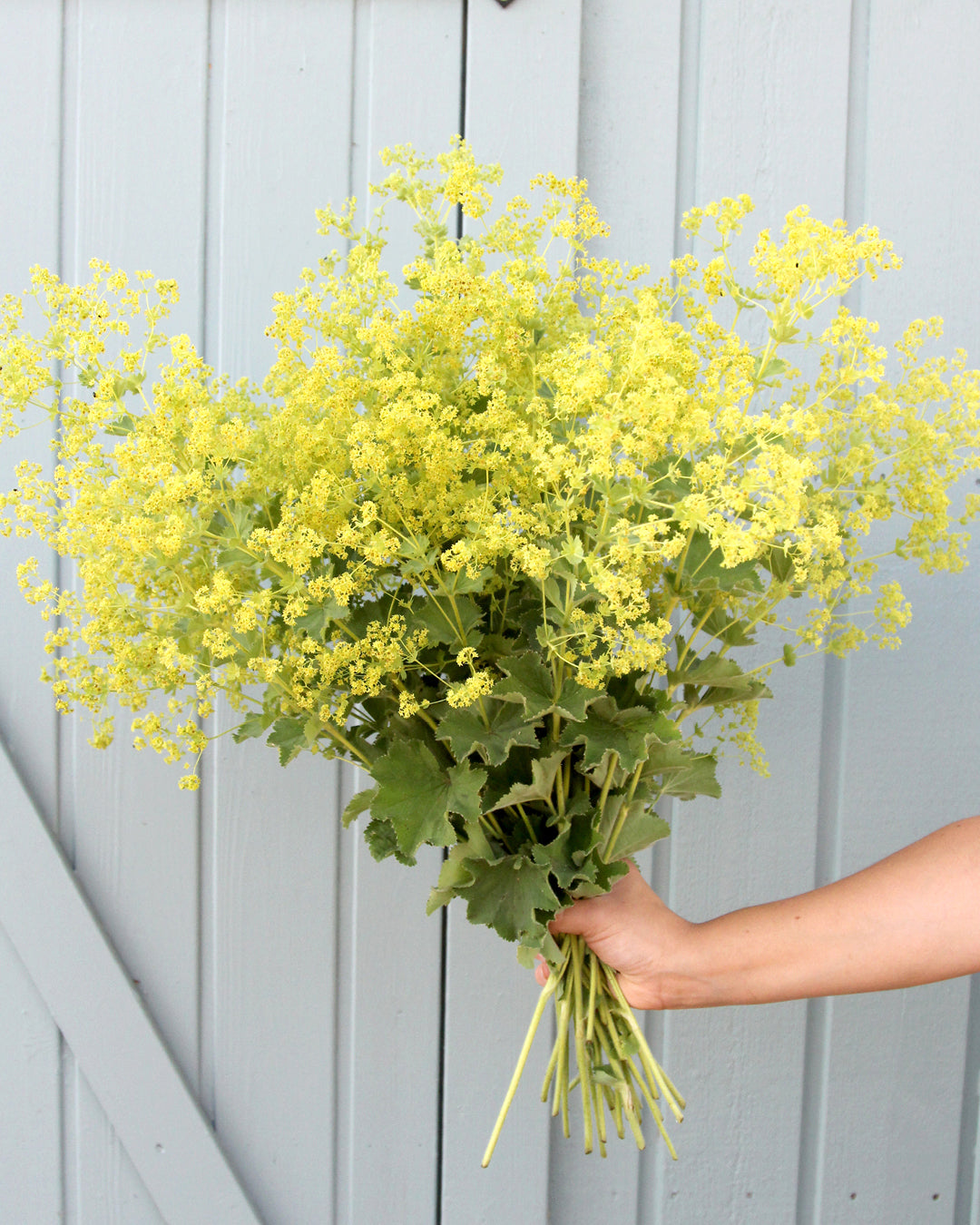 Frauenmantel (Alchemilla mollis) Saatgut – Staude