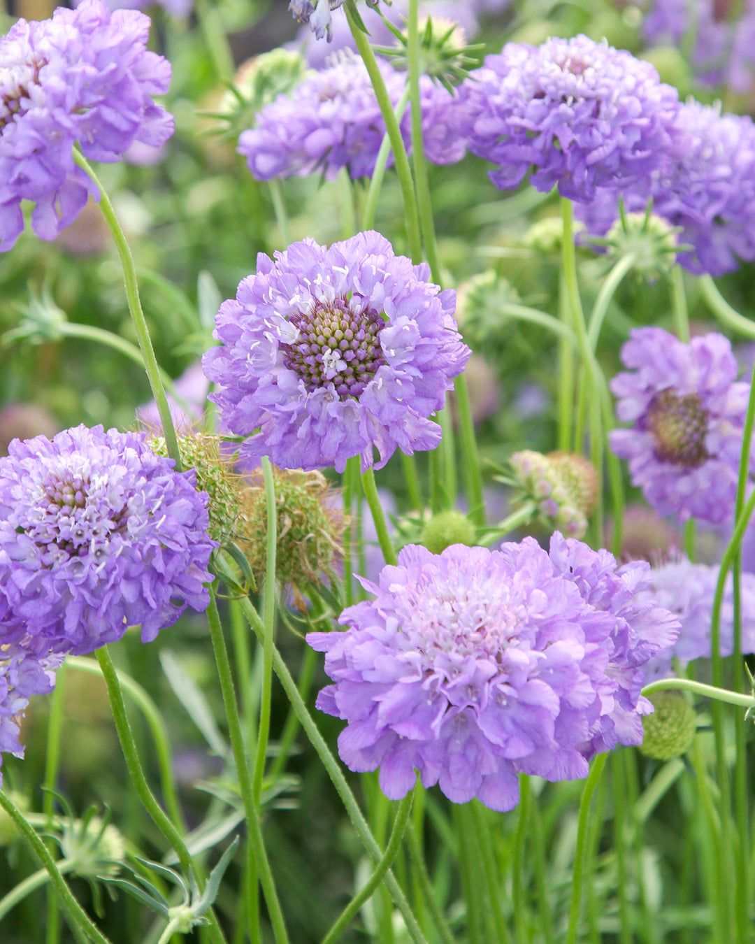 Bluehende Pflanze Gartenskabiose - Scabiosa atropurpurea 'Oxford Blue' aus der Gartenzauber-Saatgutserie