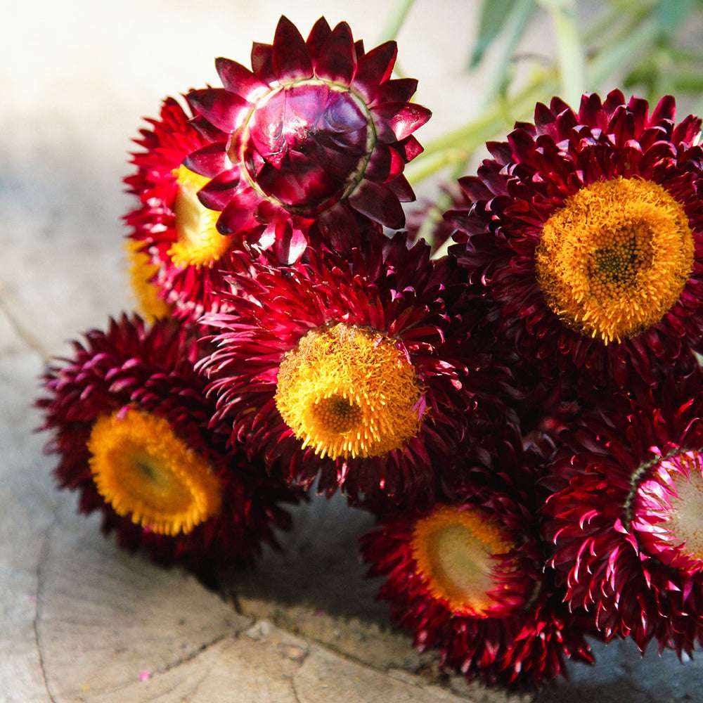 Mehrere liegende Blüten der Gartenstrohblume (Helichrysum bracteatum) ‘Purple’ in Dunkelviolett bis dunklen Rottönen
