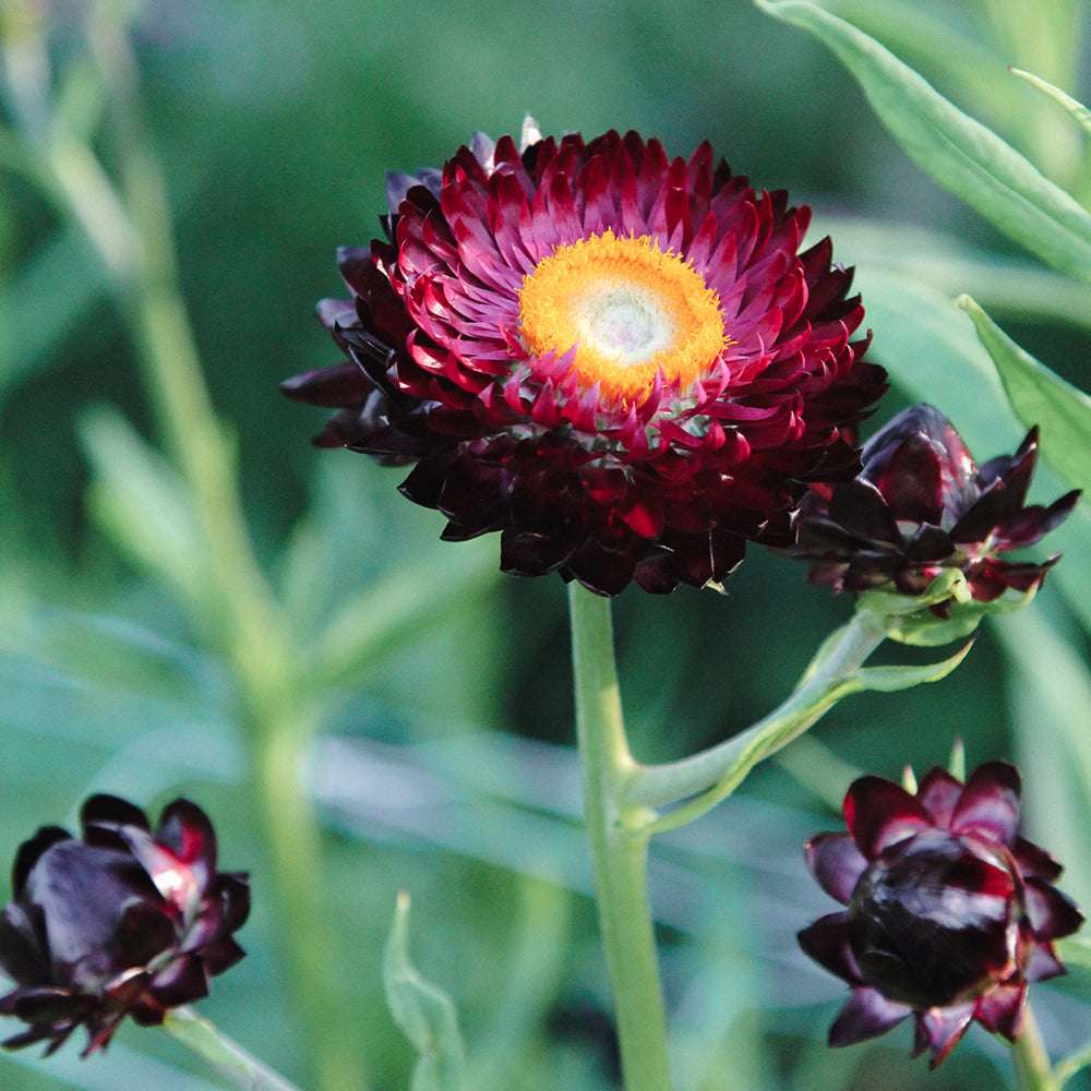 Nahaufnahme einer Blüte der Gartenstrohblume (Helichrysum bracteatum) ‘Purple’ in Dunkelviolett bis dunklen Rottönen.
