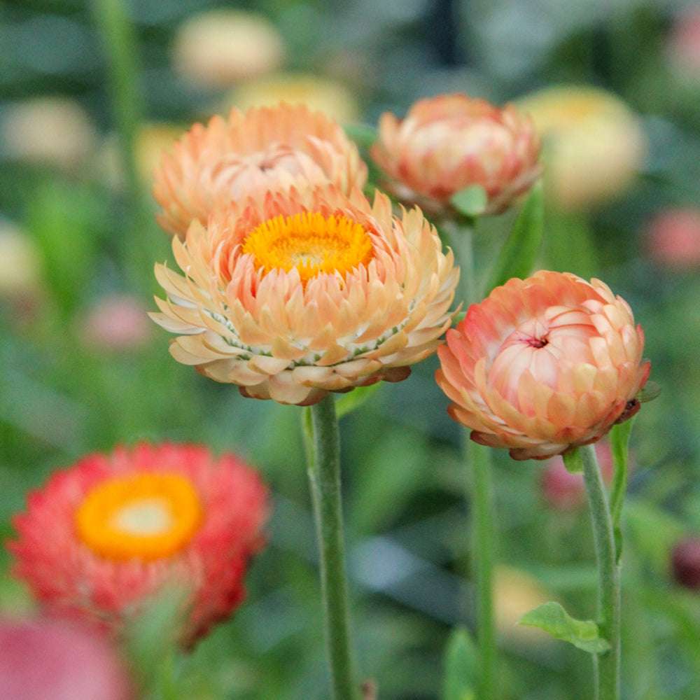 Nahaufnahme der Blüten der Gartenstrohblume (Helichrysum bracteatum) ‘Salmon Rose’ in Farbtönen zwischen Pfirsich, Creme und Lachsrosa.