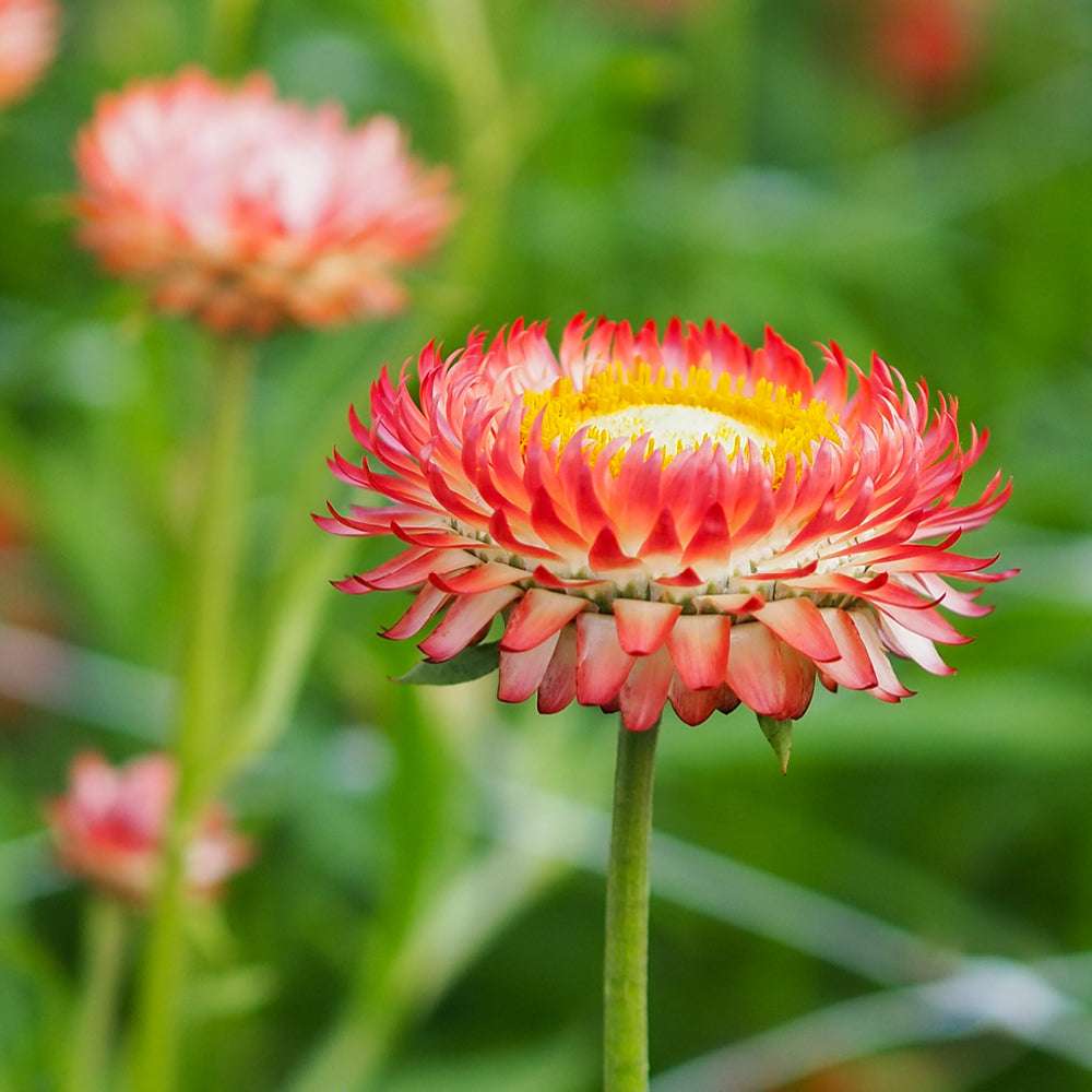 Nahaufnahme einer Blüte der Gartenstrohblume (Helichrysum bracteatum) ‘Salmon Rose’ in Farbtönen zwischen Pfirsich, Creme und Lachsrosa.