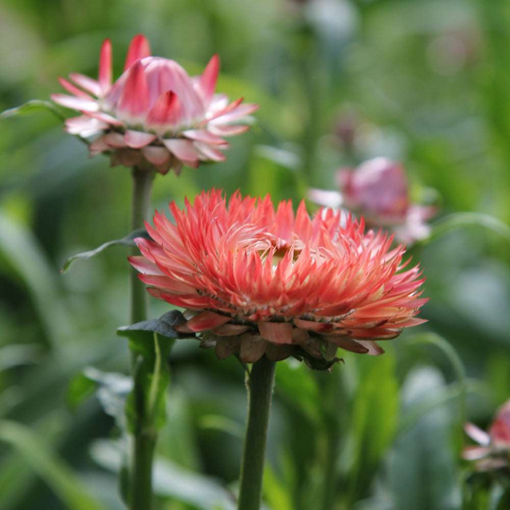 Nahaufnahme einer Blüte der Gartenstrohblume (Helichrysum bracteatum) ‘Salmon Rose’ in Farbtönen zwischen Pfirsich, Creme und Lachsrosa.