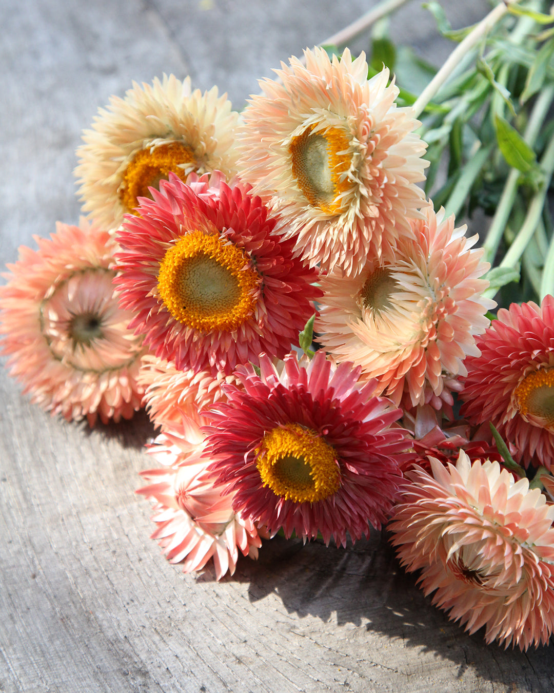 Bluehende Pflanze Gartenstrohblume - Helichrysum bracteatum `Salmon Rose` aus der Gartenzauber-Saatgutserie