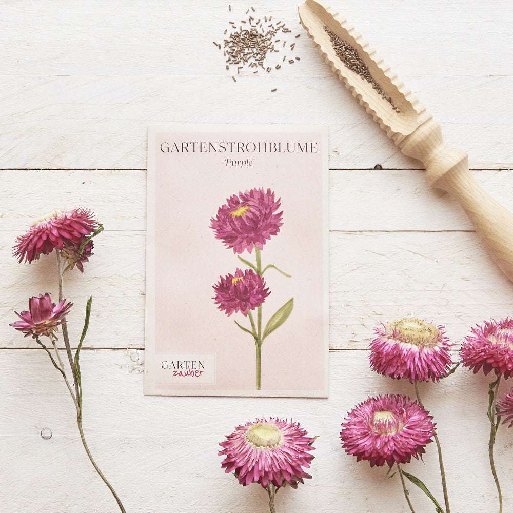 Saatguttüte Gartenstrohblume ‘Purple’ – Helichrysum bracteatum mit handgezeichneter Illustration der Blütenfarben von Dunkelviolett bis zu dunklen Rottönen aus der Gartenzauber-Saatgutserie, dekoriert mit getrockneten Blumen