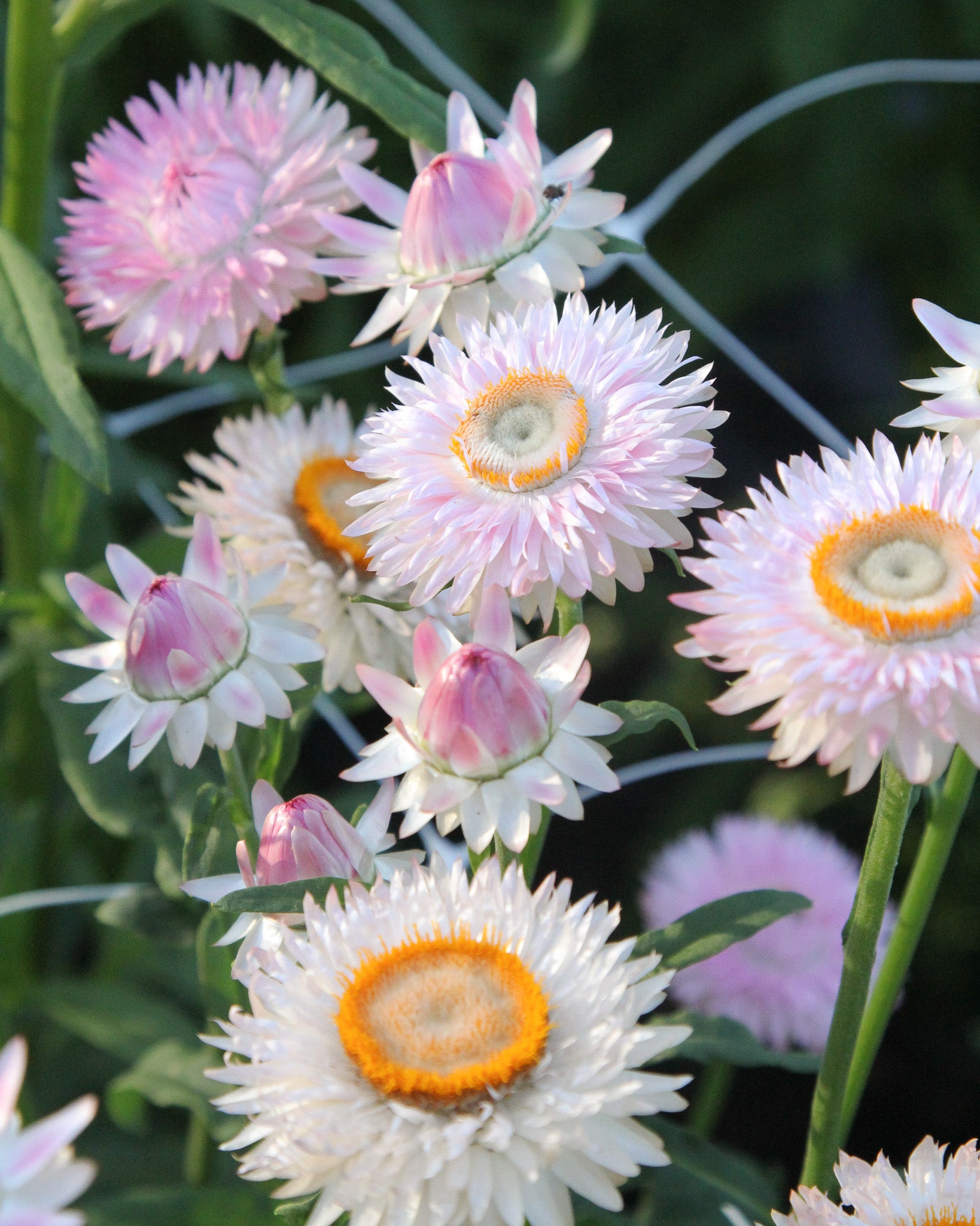 Rosafarbene Blüten der Gartenstrohblume ‚Silvery Rose‘ mit silbrigem Schimmer, ideal für Trockenblumen.