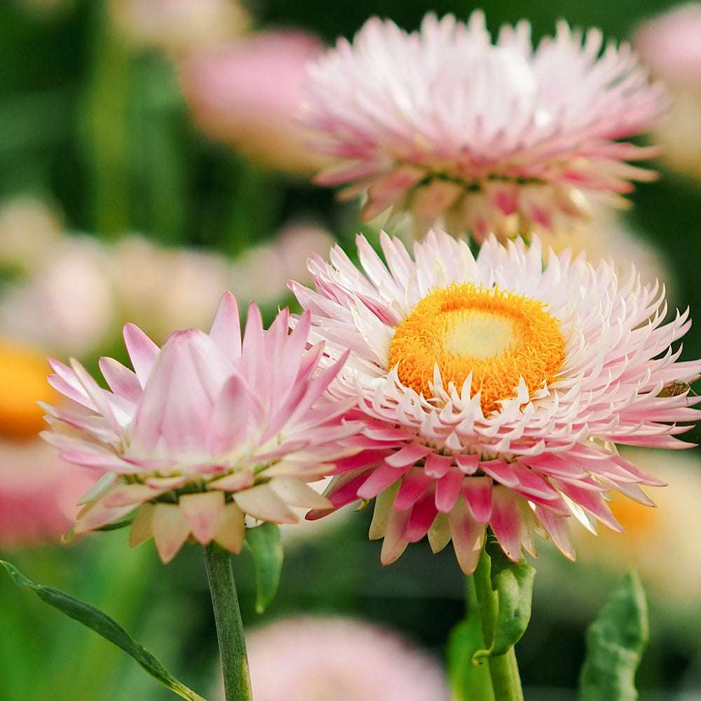 Nahaufnahme der Blüten der Gartenstrohblume (Helichrysum bracteatum) ‘Silvery Rose’ in zarten Hellrosa- und silbrig-weißen Farbtönen.