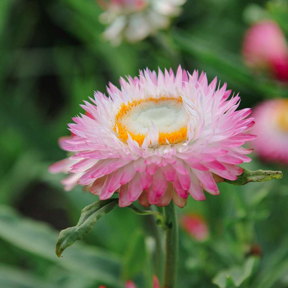 Nahaufnahme einer Blüte der Gartenstrohblume (Helichrysum bracteatum) ‘Silvery Rose’ in zarten Hellrosa- und silbrig-weißen Farbtönen.
