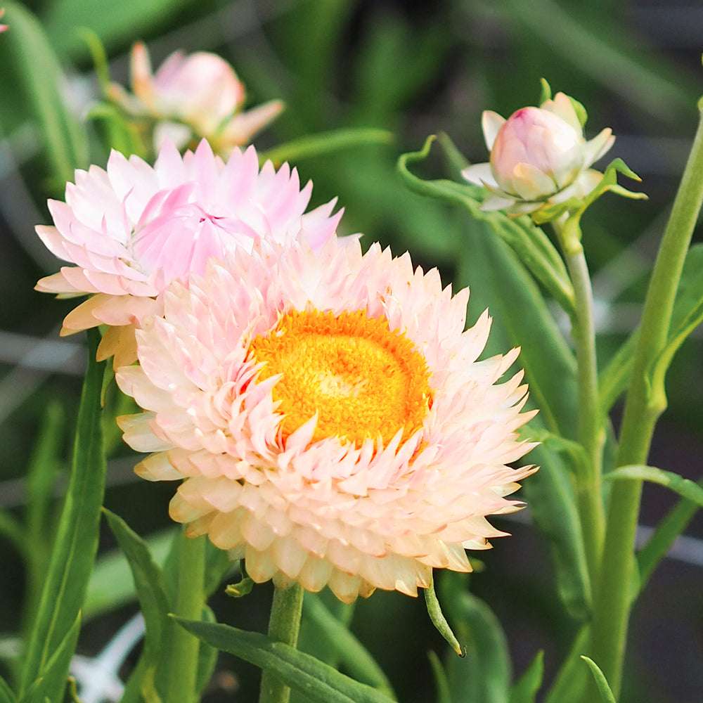 Nahaufnahme einer Blüte der Gartenstrohblume (Helichrysum bracteatum) ‘Silvery Rose’ in zarten Hellrosa- und silbrig-weißen Farbtönen.