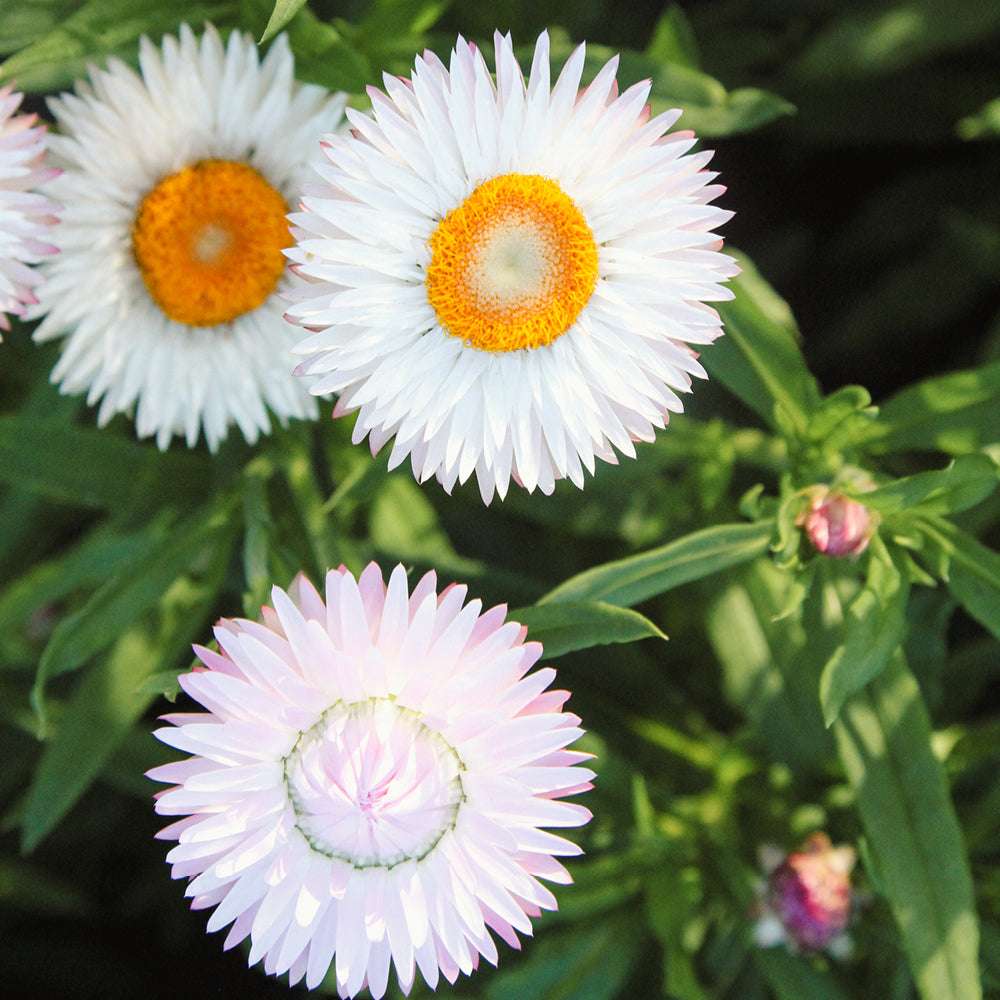 Mehrere Blüten der Gartenstrohblume (Helichrysum bracteatum) ‘Silvery Rose’ in zarten Hellrosa- und silbrig-weißen Farbtönen blühend im Gartenbeet.