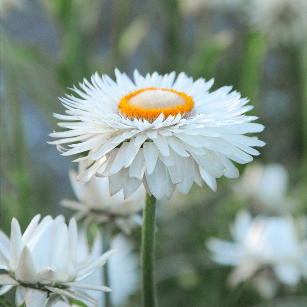 Nahaufnahme einer Blüte der Gartenstrohblume (Helichrysum bracteatum) ‘White’ in zartem Weiß mit oranger Mitte.
