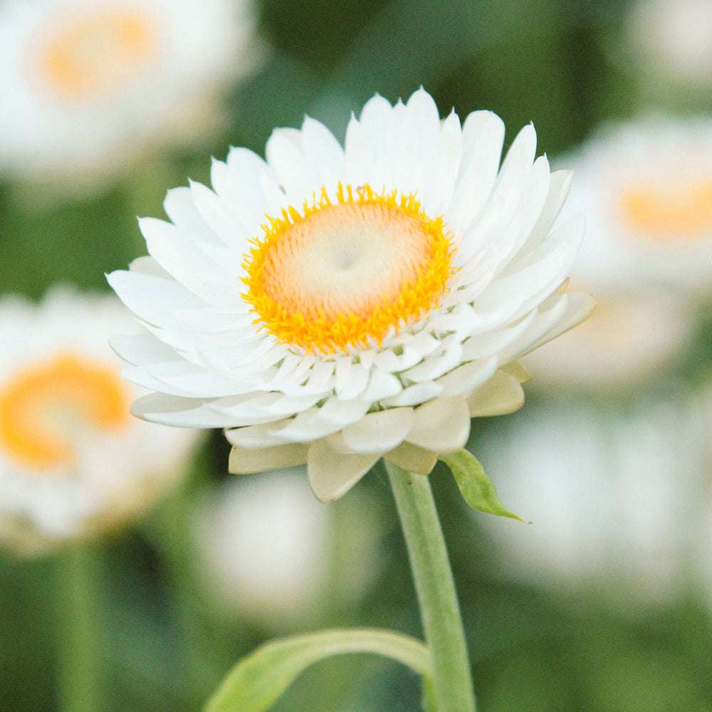Nahaufnahme einer Blüte der Gartenstrohblume (Helichrysum bracteatum) ‘White’ in zartem Weiß mit oranger Mitte.