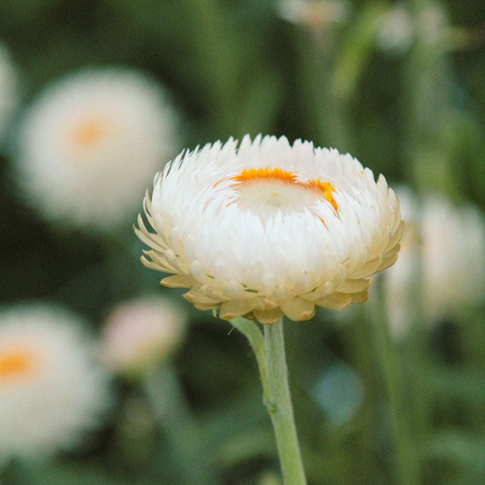 Nahaufnahme einer Blüte der Gartenstrohblume (Helichrysum bracteatum) ‘White’ in zartem Weiß mit oranger Mitte.