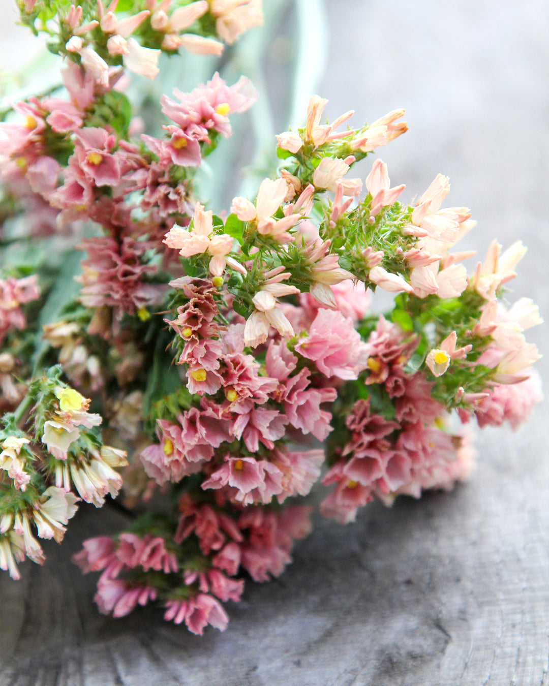 Bluehende Pflanze Gefluegelter Strandflieder - Limonium sinuatum 'QIS Apricot' aus der Gartenzauber-Saatgutserie