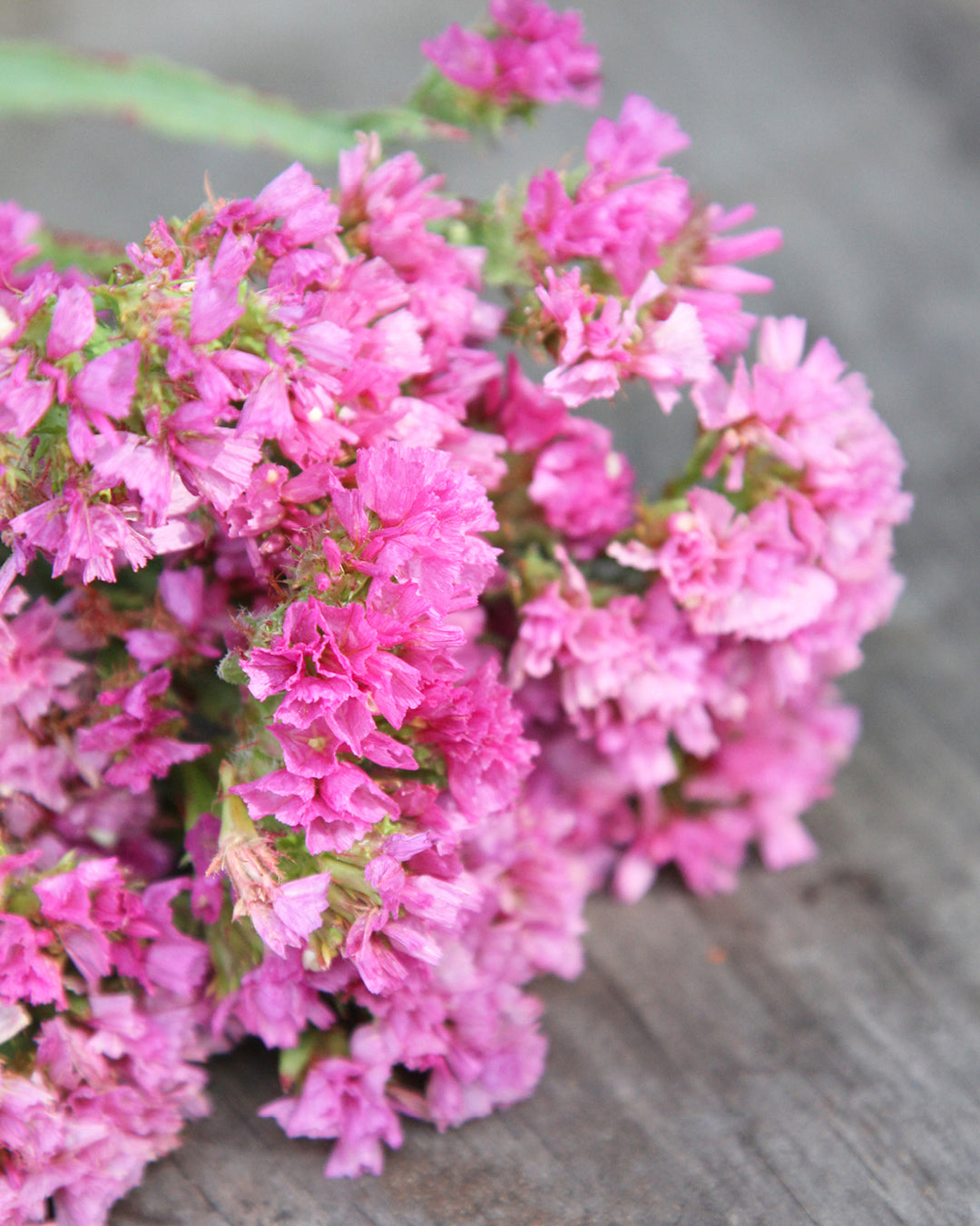Bluehende Pflanze Gefluegelter Strandflieder - Limonium sinuatum 'QIS Rose' aus der Gartenzauber-Saatgutserie