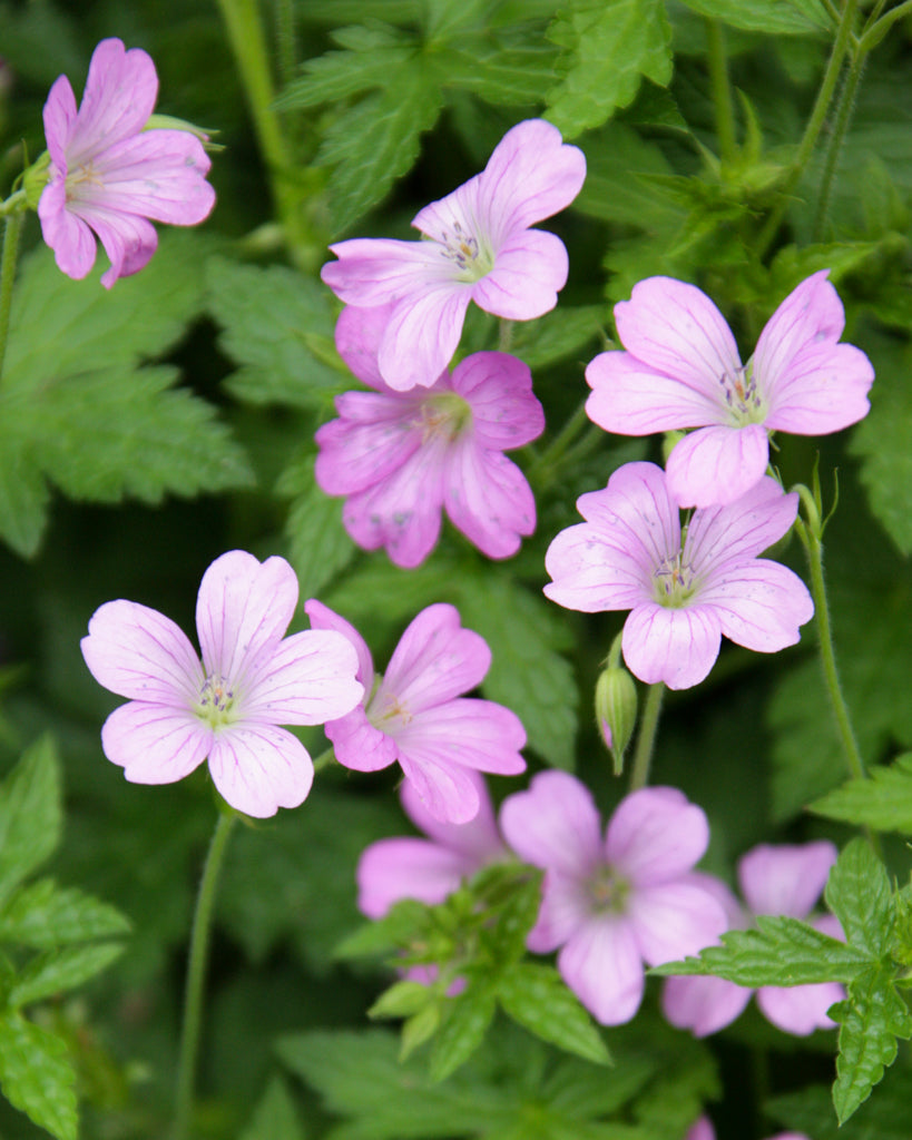 Bluehende Pflanze Pyrenäen-Storchschnabel