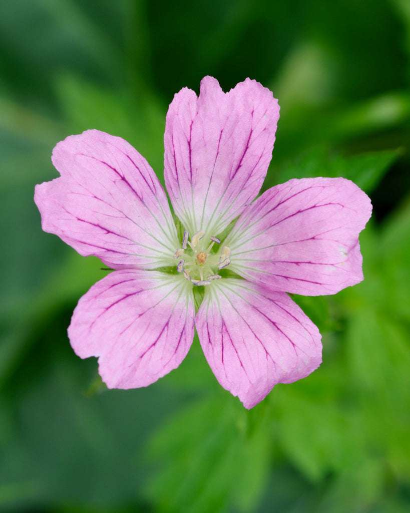 Pyrenäen-Storchschnabel Saatgut – Blumensamen