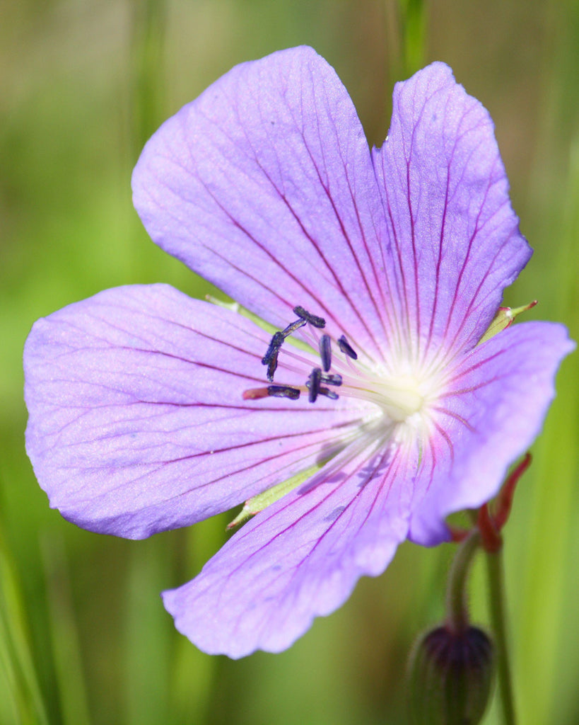 geranien saatgut Wiesen-Storchschnabel Saatgut – Sommerblume