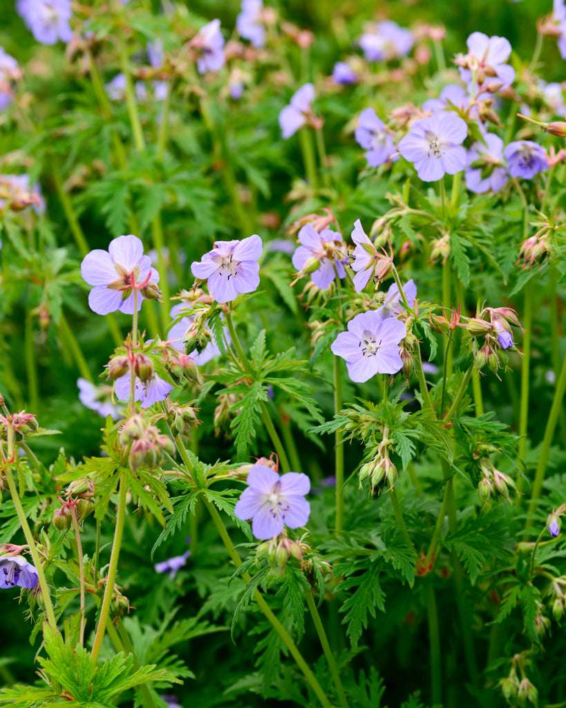geranium pratense seeds Buy Cranesbill - Meadow Cranesbill