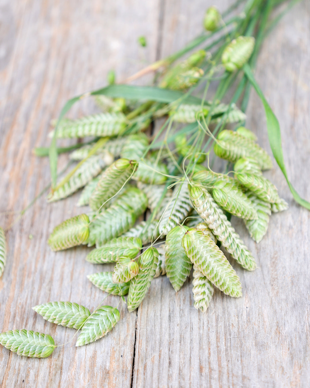 Bluehende Pflanze Großes Zittergras Briza maxima aus der Gartenzauber-Saatgutserie