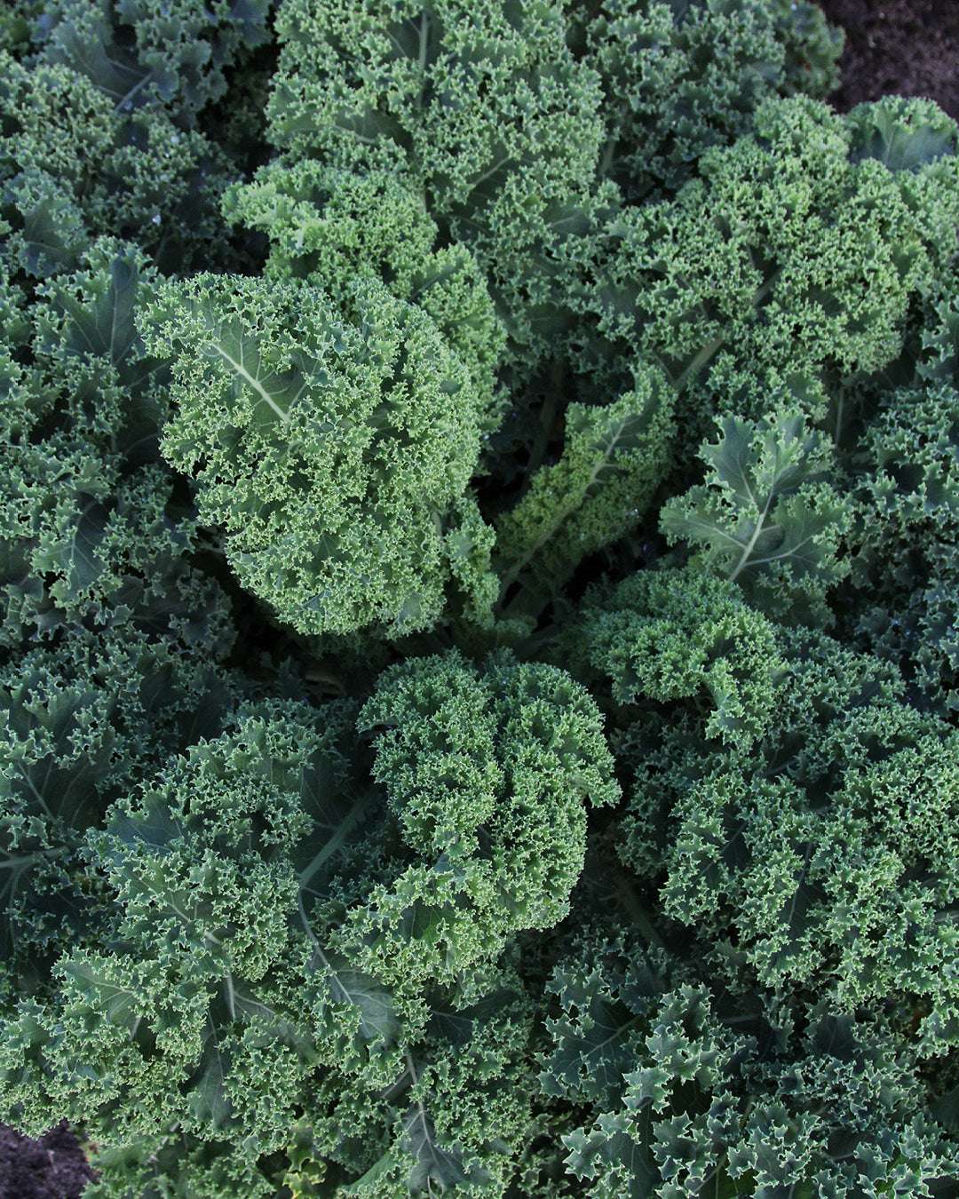 Gemuese Pflanze Grünkohl 'Lerchenzungen'