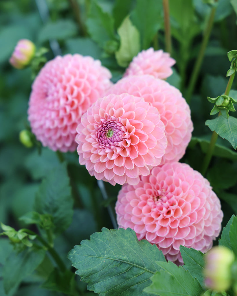 Blüte der Dahlie Hamari Rose im Beet.
