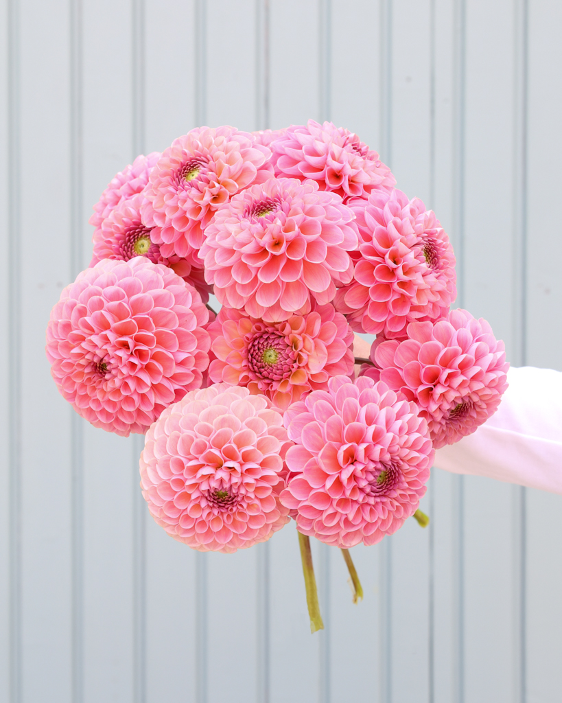 Strauß der Dahlie Hamari Rose vor einem hellblauen HIntergrund.