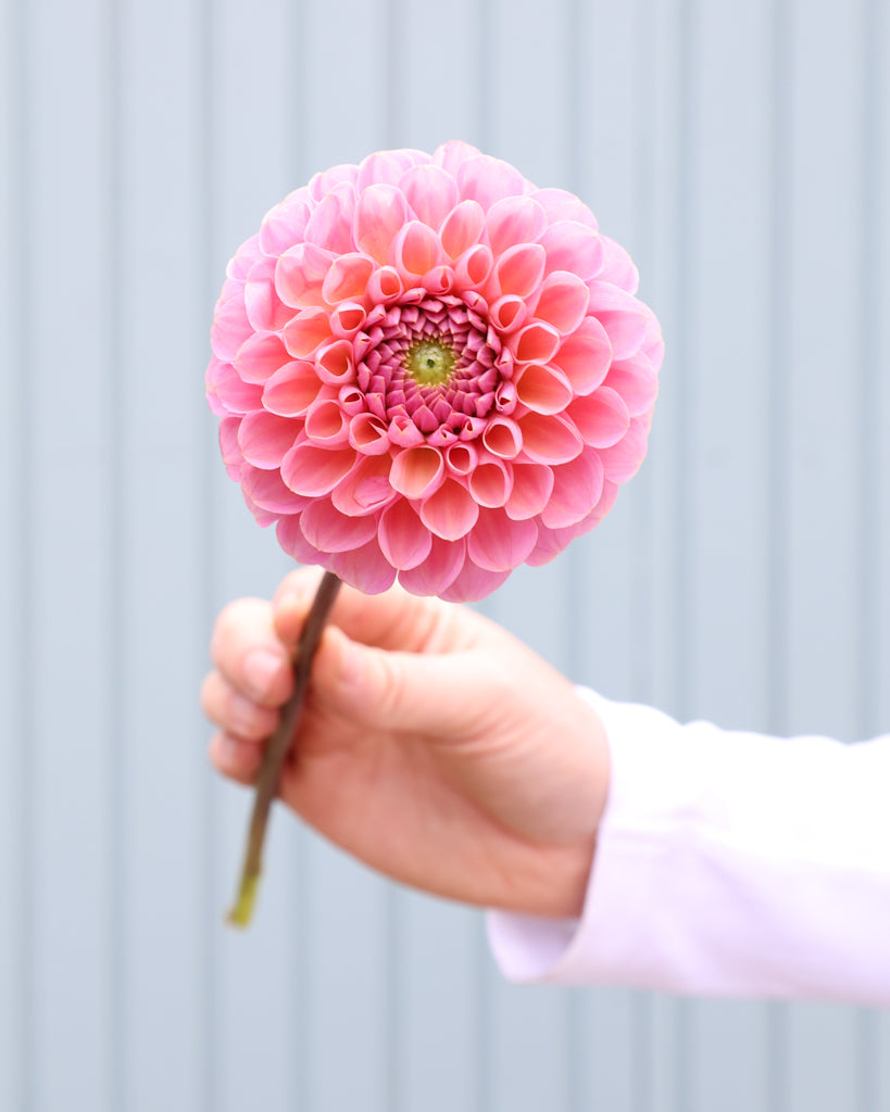 Einzelne Blüte der Dahlie Hamari Rose.