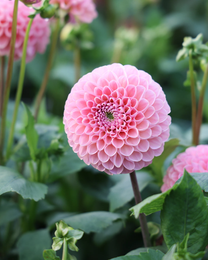 Blüte der Dahlie Hamari Rose vim Beet.